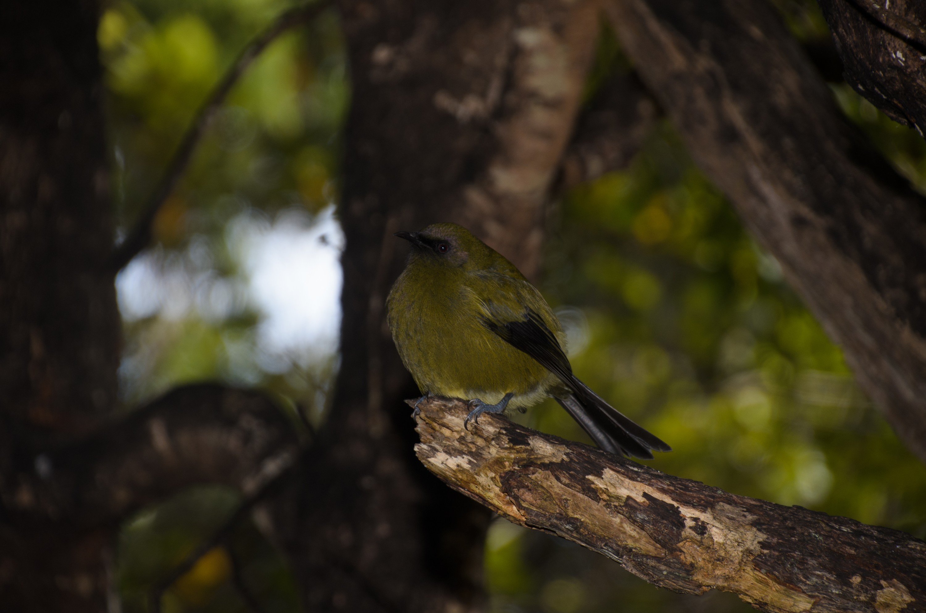 DSC_2511 – Adventure, Crispin, Island, March 2017, National Park, New, New Zealand, Rakiura, South, Stewart, Ulva, Zealand, bellbird, korimako
